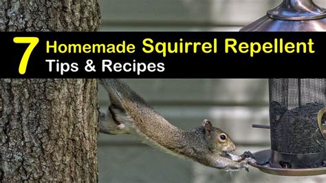 keeping-squirrels-away-7-homemade-squirrel image