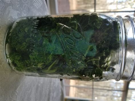 canning-kale-preserved-home image