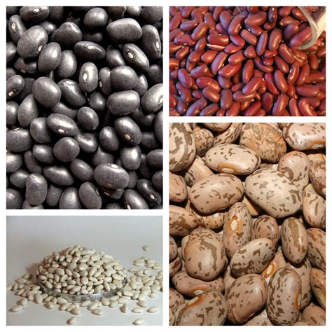 beans-around-the-world-bean-institute image