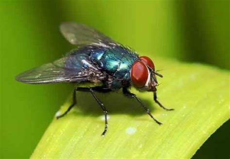 how-to-get-rid-of-flies-outside-homeowners-guide image