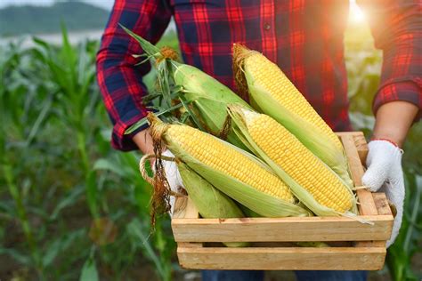 how-to-cook-corn-on-the-cob-7-simple-ways image