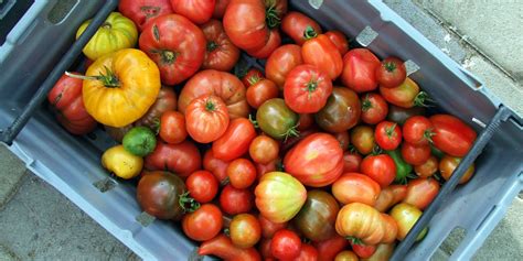 tomato-recipes-great-italian-chefs image