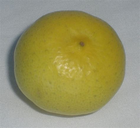 key-lime-wikipedia image