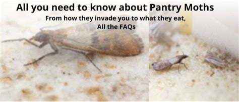pantry-moths-all-you-need-to-know-to-control-them-faqs image