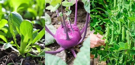 its-not-too-late-20-vegetables-you-can-plant-in-summer image