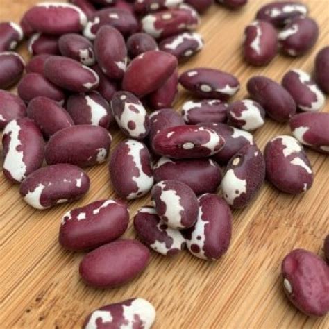 anasazi-beans-the-seedstead-heirloom-seed-company image