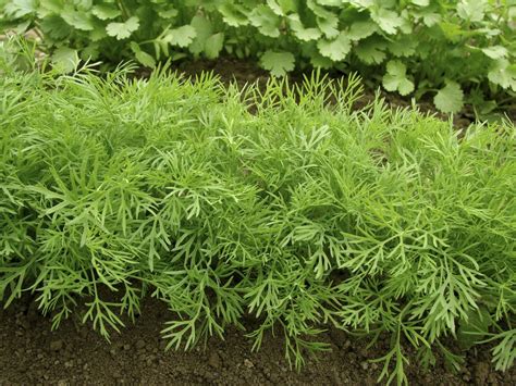 dill-plant-pruning-tips-how-to-make-dill-plants-bushy image