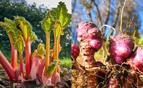18-perennial-veggies-you-can-plant-once-and-harvest-for image