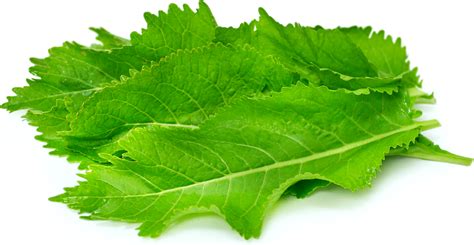 horseradish-leaves-information-recipes-and-facts image