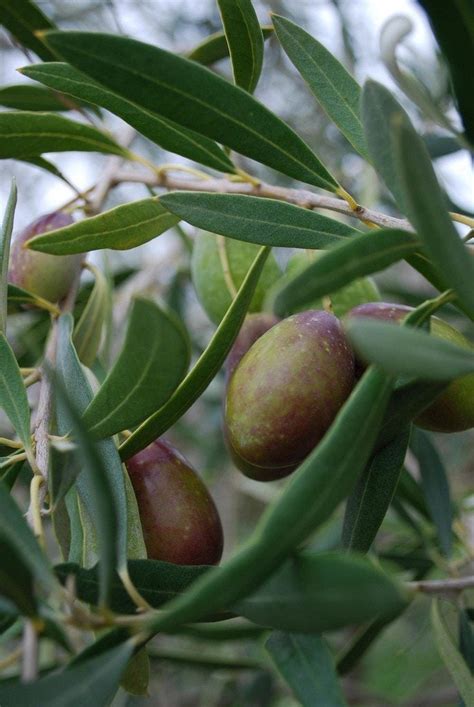 growing-olive-trees-outdoor-and-indoor-olive-tree image