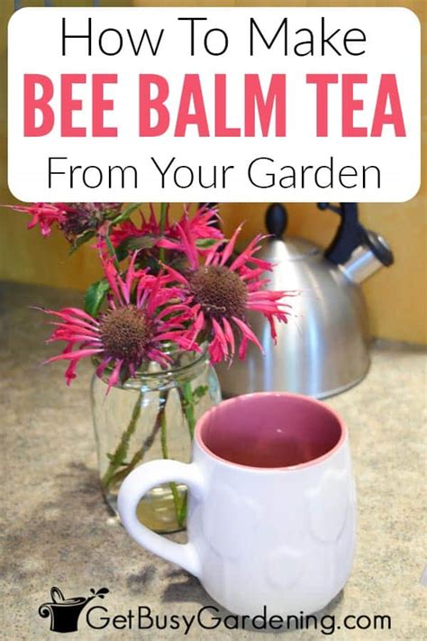 how-to-make-bee-balm-tea-from-your-garden-get-busy image
