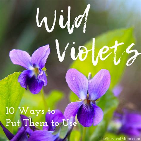 enjoy-wild-violets-for-food-and-medicine-survival-mom image