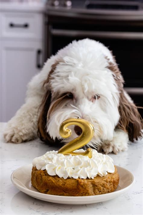 12-best-dog-cake-recipes-homemade-cake-for-your-pup-k9-of image