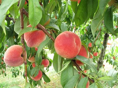 white-peach-sherbet-gastronomers-guide image