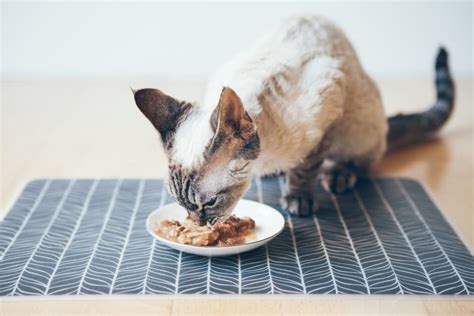 19-best-wet-cat-food-formulas-of-2022-great-pet-care image