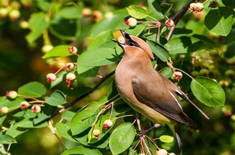 top-10-trees-and-shrubs-with-berries-for-birds image
