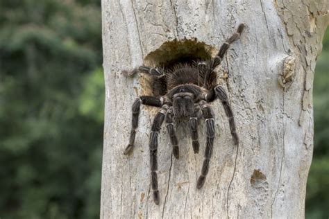 what-does-a-tarantula-eat-daily-thoughtco image