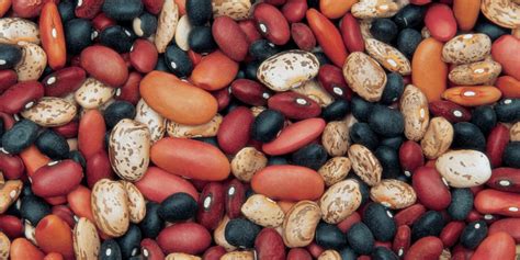 how-to-cook-dry-beans-from-scratch-unl-food image