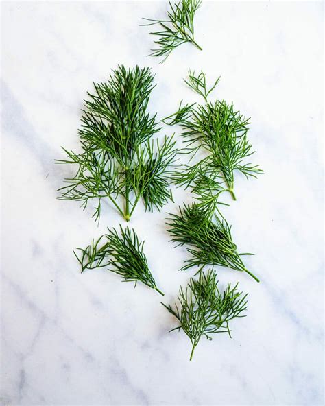 10-best-dill-recipes-a-couple-cooks image