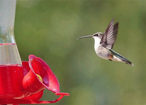 the-only-homemade-hummingbird-nectar-recipe-you image