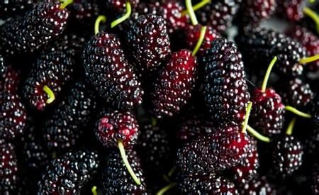 mulberry-sorbet-recipe-how-to-make-mulberry-or image