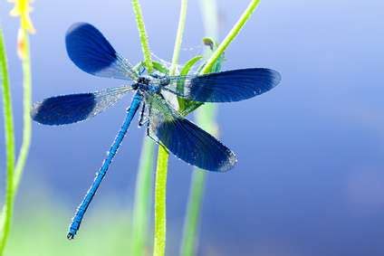 what-do-dragonflies-eat-how-to-attract-these-beauties image