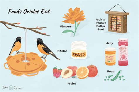 easy-oriole-bird-feeding-tips-for-your-yard-the-spruce image