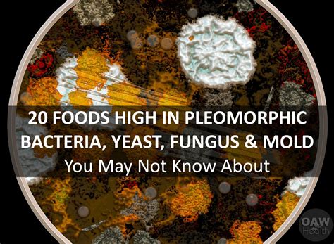 20-foods-high-in-pleomorphic-bacteria-yeast-fungus-and image