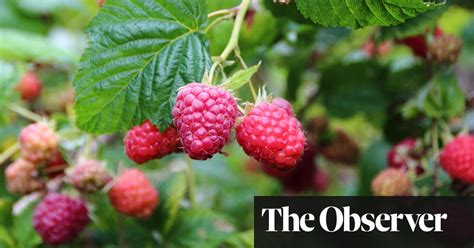 double-your-raspberry-crop-its-a-snip-the-guardian image