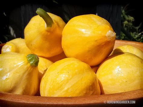 lemon-summer-squash-agrowinggardencom image