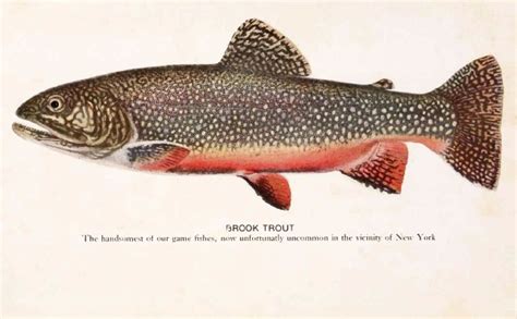 brook-trout-wikipedia image