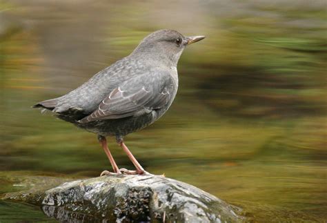 dipper-the-canadian-encyclopedia image