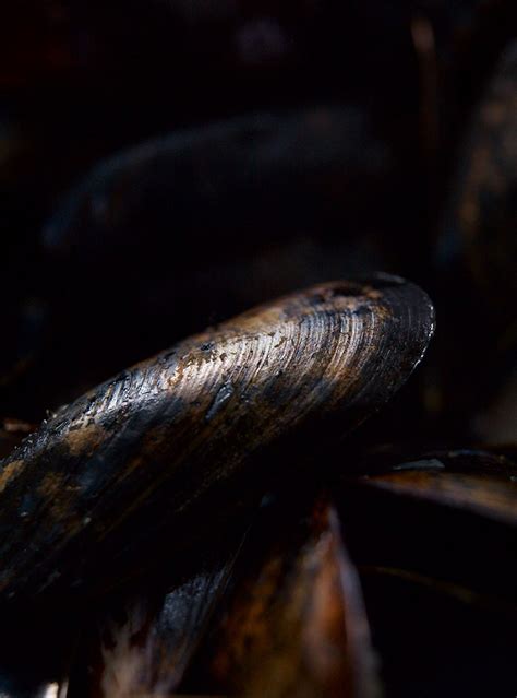 mussels-in-cream-and-pernod-ricardo-ricardo image