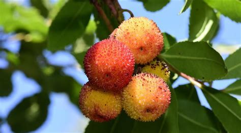 strawberry-tree-fruit-recipes-how-to-cook-it image