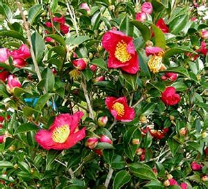 yuletide-camellia-southern-living-plants image