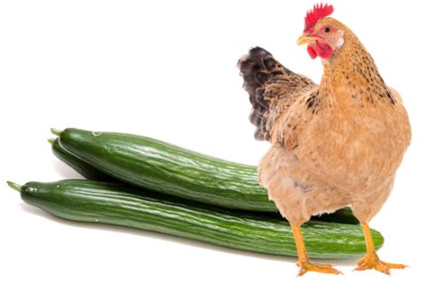 can-chickens-eat-cucumber-absolutely-chickenmag image