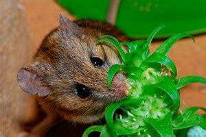 what-do-mice-like-to-eat-learn-the-details-here-pestkill image