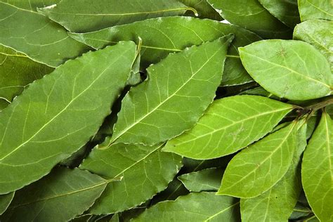 cooking-with-bay-leaves-the-dos-and-donts image
