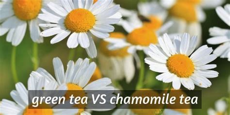 green-tea-vs-chamomile-6-differences-in-health-and image