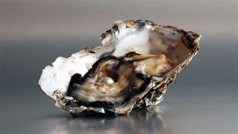how-do-oysters-make-pearls-howstuffworks image