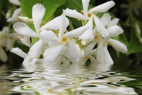 jasmine-growing-caring-pruning-and-health-benefits image