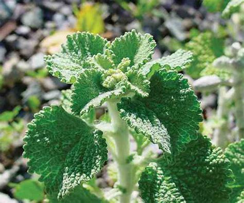 horehound-cough-drops-mother-earth-living image