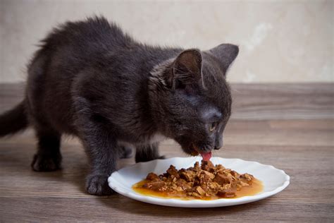 6-homemade-cat-gravy-recipes-vet-approved-excited image
