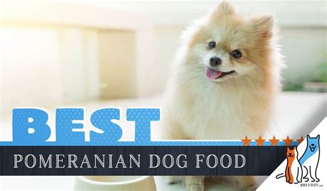 15-best-dog-foods-for-pomeranians-our-2022-in-depth image