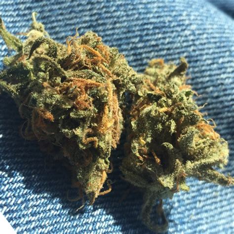 citrus-punch-weed-strain-information-leafly image