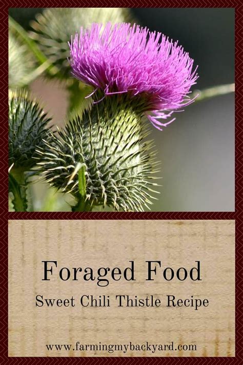 foraged-food-sweet-chili-thistles-recipe-farming image
