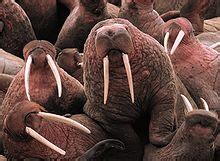 walrus-ivory-wikipedia image