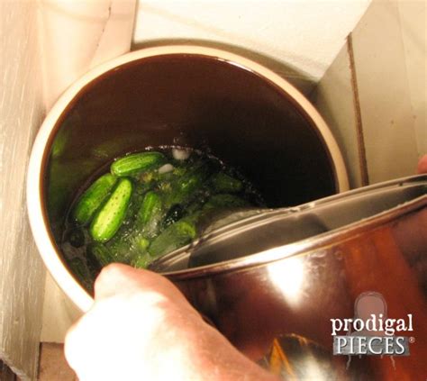 how-to-make-fermented-crock-dill-pickles-prodigal image