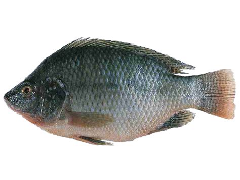 tilapia-fish-farming-complete-business-guide-for image