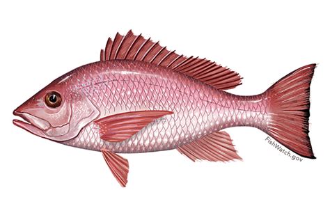 red-snapper-noaa-fisheries image